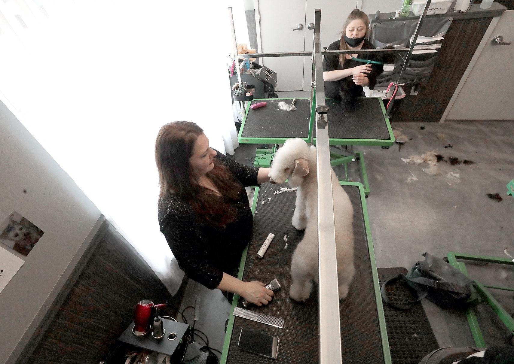 Grooming Ripley at Pet Supplies Plus in March